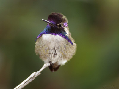 Hummingbird On A Twig by Fogstock Llc Pricing Limited Edition Print image