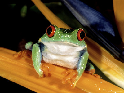 Red-Eyed Tree Frog by Marian Bacon Pricing Limited Edition Print image