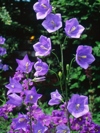 Campanula Latiloba Canterbury Bells by Robert Estall Pricing Limited Edition Print image