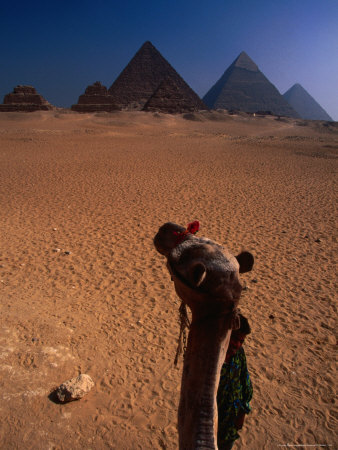 Camel Looking At Pyramids, Giza, Egypt by Mason Florence Pricing Limited Edition Print image