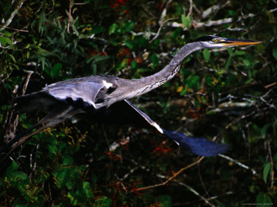 Waterbird Of The Pantanal, Pantanal Matogrossense National Park, Brazil by John Maier Jr. Pricing Limited Edition Print image