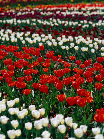 Tulips In Commonwealth Gardens, Canberra, Australia by Chris Mellor Pricing Limited Edition Print image