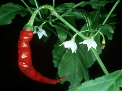 Cayenne Pepper, Long Slim by Bob Gibbons Pricing Limited Edition Print image
