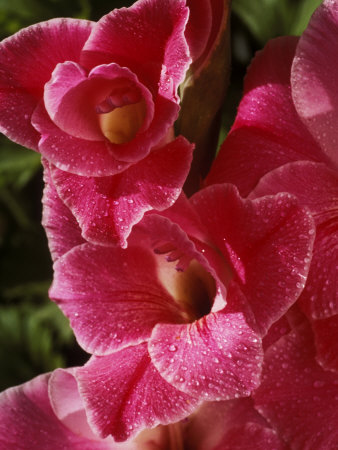 Gladiolus (Invitation), Water Drops On Petals by Chris Burrows Pricing Limited Edition Print image