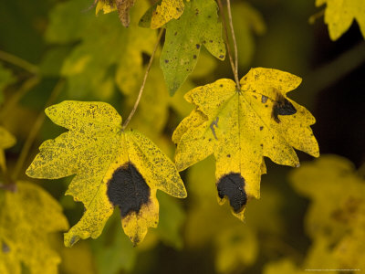 Acer Campestre, Infected With Tar Spot Fungus Rhytisma Acerinum by Bob Gibbons Pricing Limited Edition Print image