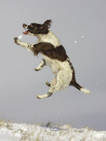 English Springer Spaniel, Scotland by Mark Hamblin Pricing Limited Edition Print image