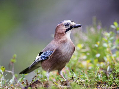 Jay, Adult On Forest Floor In Autumn, Norway by Mark Hamblin Pricing Limited Edition Print image