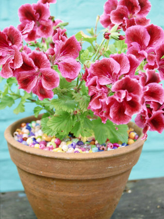 Pelargonium Hazel Cherry (Regal) In Pot Unusual Bead Mulch by Andrew Lord Pricing Limited Edition Print image