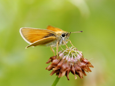 Least Skipper Butterfly, Ile Bizard, Canada by Robert Servranckx Pricing Limited Edition Print image