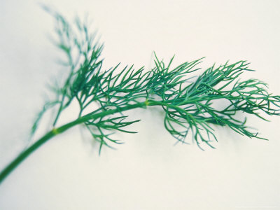 Dill Sprig On White Background by Fran Harper Pricing Limited Edition Print image