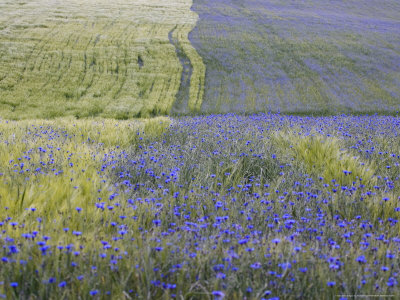 Field Of Wheat (Triticum Sp) Covered With Cornflowers (Centaurea Cyanus), France by Alain Christof Pricing Limited Edition Print image