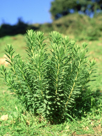 Plant, Poisonous, Portugal by Paulo De Oliveira Pricing Limited Edition Print image