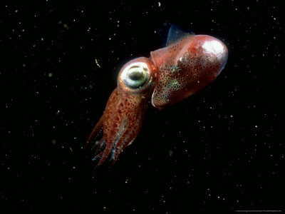 Bob-Tailed Cuttlefish, Eating, Norway by Fredrik Ehrenstrom Pricing Limited Edition Print image