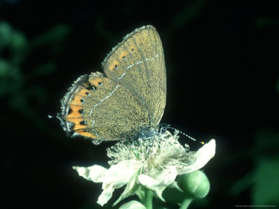 Black Hairstreak, Bernwood, Oxon by Bob Fredrick Pricing Limited Edition Print image