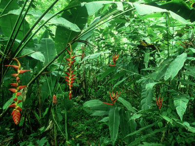 Three Species Of Heliconia, Costa Rica by Michael Fogden Pricing Limited Edition Print image