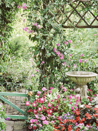 Annuals In Pots Around Bird Bath, Impatiens, Petunia by Lynne Brotchie Pricing Limited Edition Print image