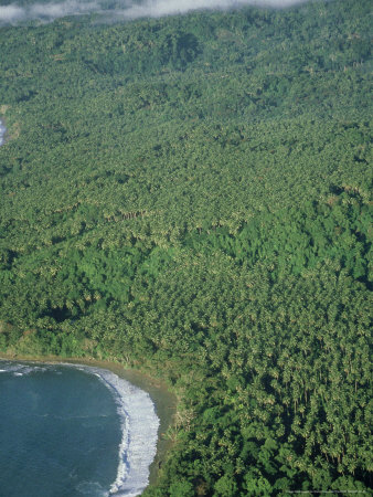 Coconut Plantation, Papua New Guinea by Patricio Robles Gil Pricing Limited Edition Print image