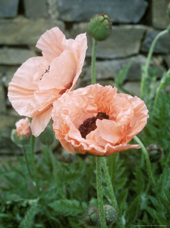 Papaver Orientale Prinzessin Victoria Louise, Pink Flowers by Andrew Lord Pricing Limited Edition Print image