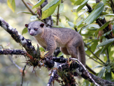 Olingo In Tree, Monteverde Cloud Forest Preserve, Costa Rica by Michael Fogden Pricing Limited Edition Print image