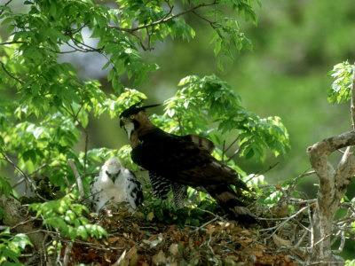 Ornate Hawk-Eagle, Chick With Adult, Mexico by Patricio Robles Gil Pricing Limited Edition Print image