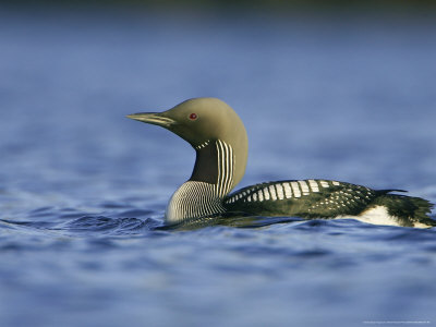 Black-Throated Diver, Adult In Summer Plumage, Norway by Mark Hamblin Pricing Limited Edition Print image