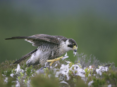 Peregrine Falcon, Plucking Pigeon, Scotland by Mark Hamblin Pricing Limited Edition Print image