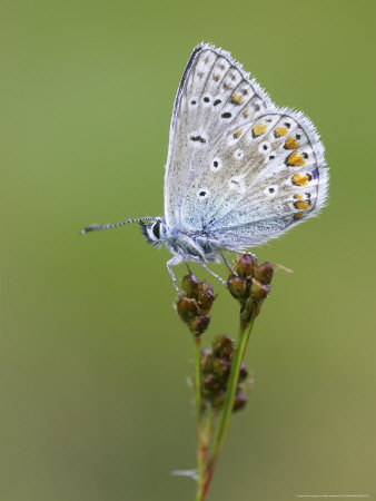 Common Blue On Grass, Scotland by Mark Hamblin Pricing Limited Edition Print image
