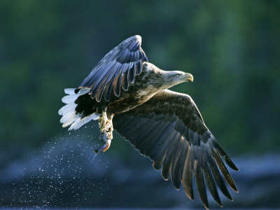 White-Tailed Eagle, Adult With Fish, Norway by Mark Hamblin Pricing Limited Edition Print image