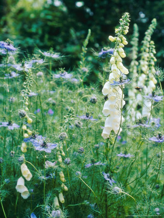 Summer Partners, White Digitalis (Foxglove) & Nigella (Love-In-The-Mist) by Georgia Glynn-Smith Pricing Limited Edition Print image