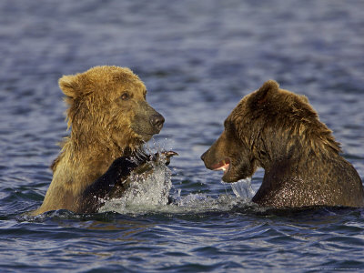 Grizzly Bear, Sub-Adults Playing In Water, Alaska by Mark Hamblin Pricing Limited Edition Print image