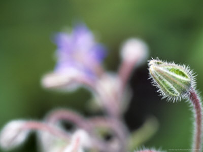 Borago Officinalis (Borage), Extreme Close-Up Of A Hairy Flower Bud by Hemant Jariwala Pricing Limited Edition Print image
