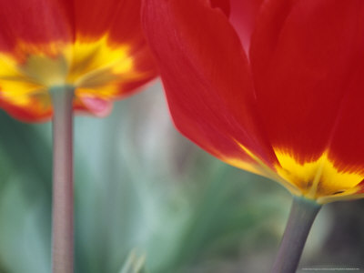 Tulipa Apeldoorn, Close-Up Of A Red Flower by Hemant Jariwala Pricing Limited Edition Print image