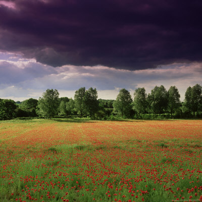 Poppy Infestation In Barley Field Under Storm Clouds by Stuart And Jan Bebb Pricing Limited Edition Print image