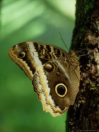 Owl Butterfly, Feeding On Sap, Costa Rica by Michael Fogden Pricing Limited Edition Print image