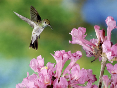 Mangrove Hummingbird, Male Visiting Flowers Of Tabebuia Impetiginosa, Costa Rica by Michael Fogden Pricing Limited Edition Print image