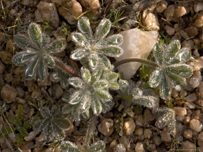 Lupinus Concinnus, After Overnight Dew, Usa by Bob Gibbons Pricing Limited Edition Print image