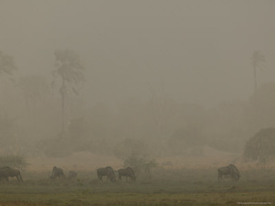 Dust Storm Darkens The Sky Near A Group Of Feeding Wildebeests by Beverly Joubert Pricing Limited Edition Print image
