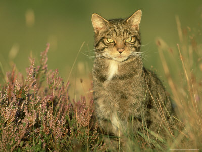 Scottish Wildcat, Felis Sylvestris Male, August Highlands, Scotland by Mark Hamblin Pricing Limited Edition Print image