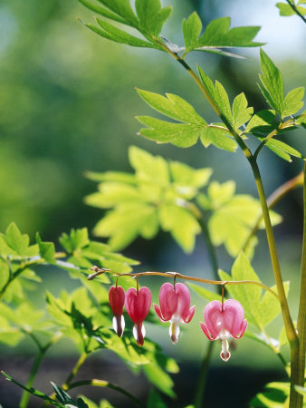 Dicentra Spectabilis Pink Flower Sweden by Bjorn Forsberg Pricing Limited Edition Print image
