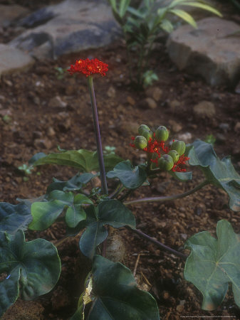 Jatropha Podagrica Red Flower Nairobi, Kenya, January by Christopher Fairweather Pricing Limited Edition Print image