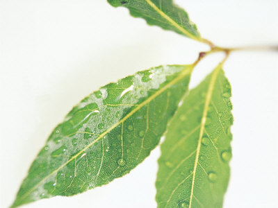 Bay Leaves (Laurus Nobilis) Against White Background by Fran Harper Pricing Limited Edition Print image