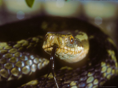 Adder, Close Up Of Head by David Boag Pricing Limited Edition Print image