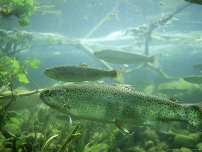 Rainbow Trout, Salmo Gairdneri Montana by Alan And Sandy Carey Pricing Limited Edition Print image
