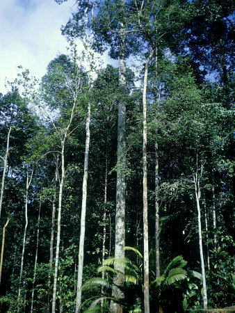 Rain-Forest Structure, Malaysia by Waina Cheng Pricing Limited Edition Print image