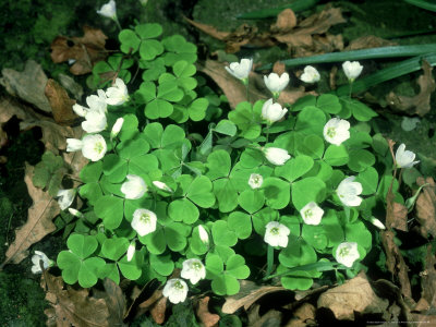 Wood Sorrel by Harry Fox Pricing Limited Edition Print image