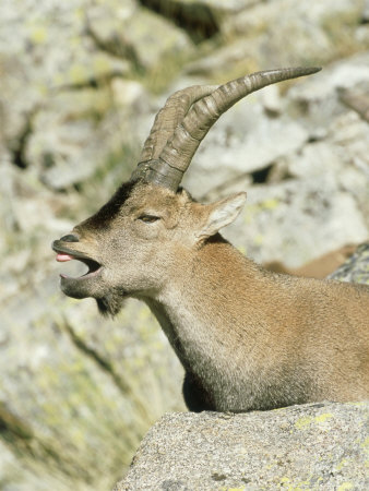 Spanish Ibex, Calling, Spain by Patricio Robles Gil Pricing Limited Edition Print image