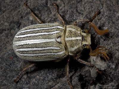 Polyphylla Decemlineata, Or Chafer, Usa by Bob Gibbons Pricing Limited Edition Print image