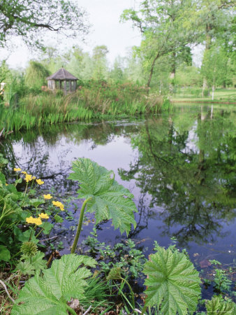 Large Pond With Gunnera And Caltha Growing On Margin View To Gazebo, Selhurst by Sunniva Harte Pricing Limited Edition Print image