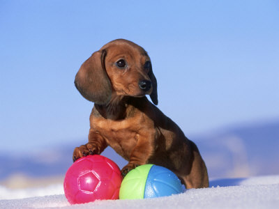 Dachshund Puppy, Playing With Balls by Alan And Sandy Carey Pricing Limited Edition Print image