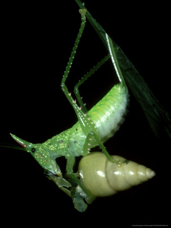 Cone-Headed Katydid, Eating Snail, Costa Rica by Michael Fogden Pricing Limited Edition Print image